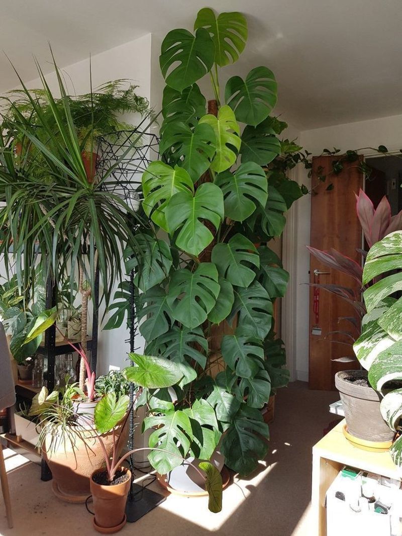 Monstera Deliciosa