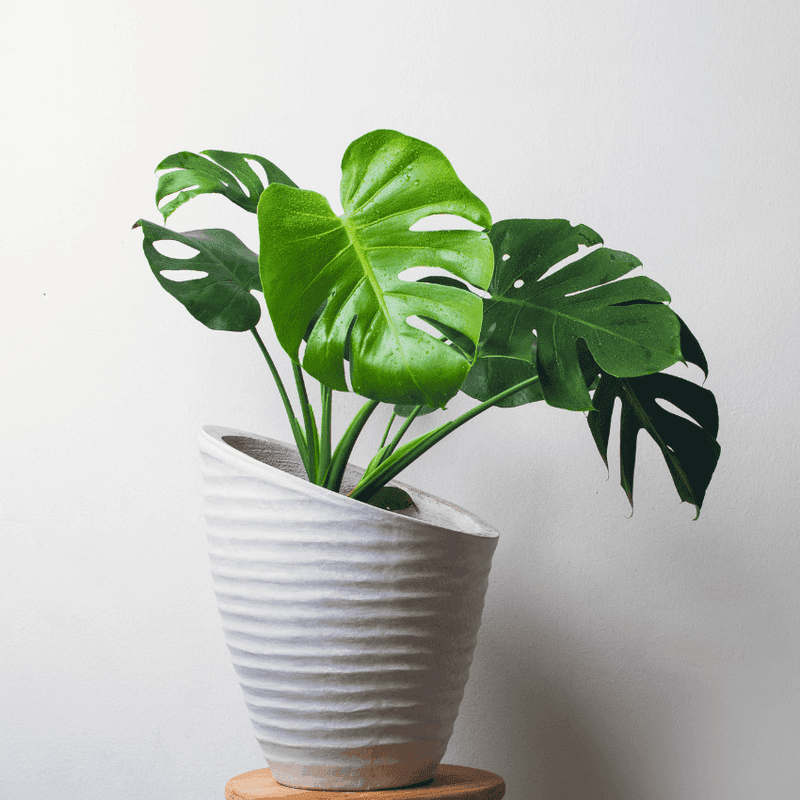 Monstera Deliciosa