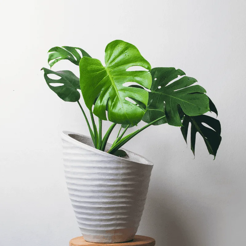Monstera Deliciosa