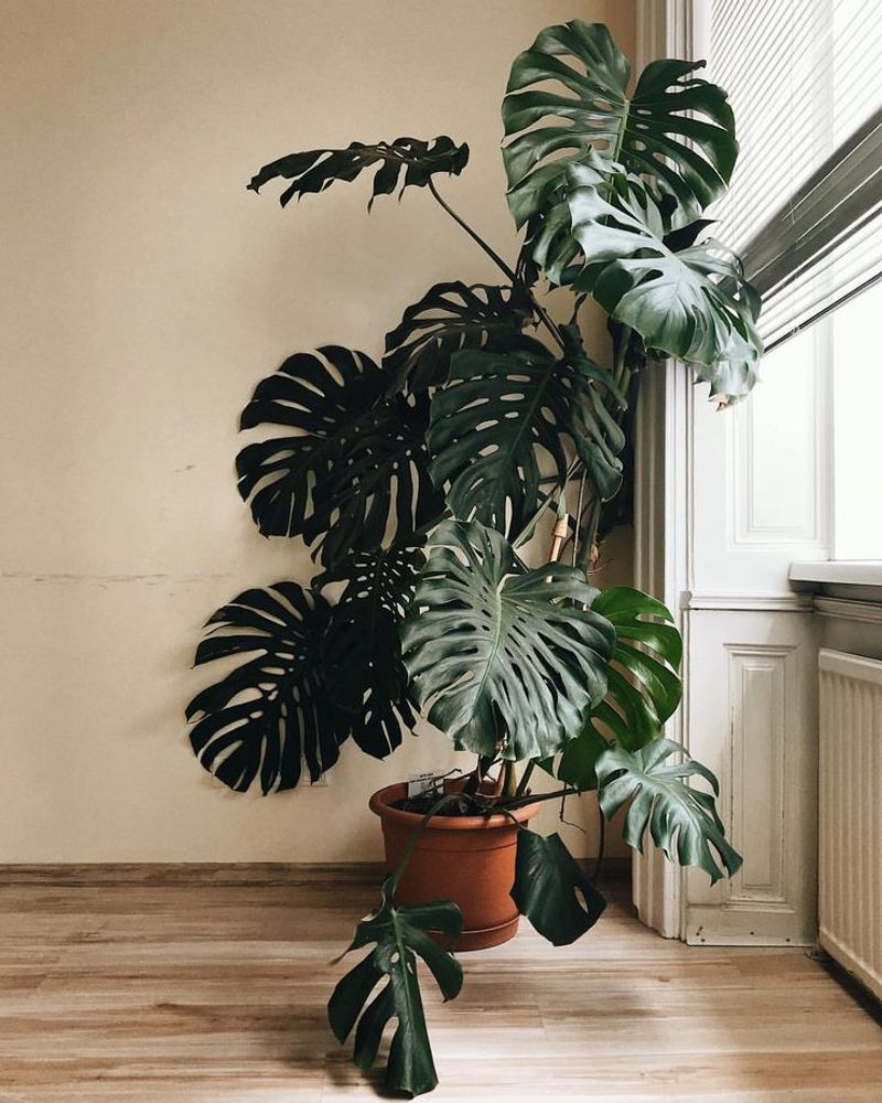 Monstera Deliciosa