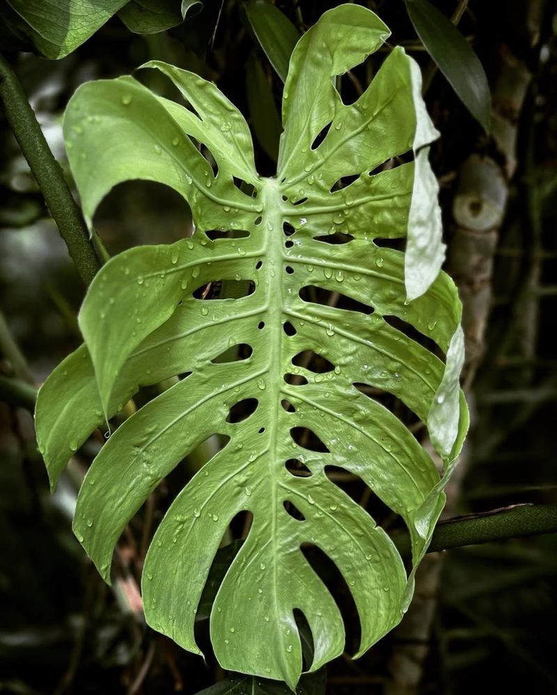 Monstera Deliciosa
