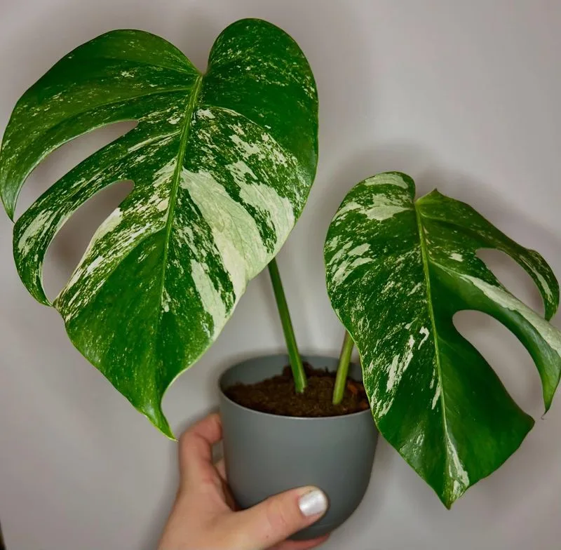 Monstera Deliciosa