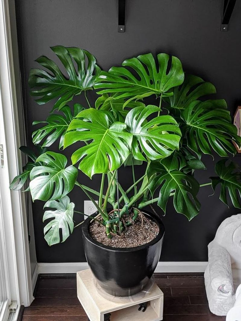 Monstera Deliciosa