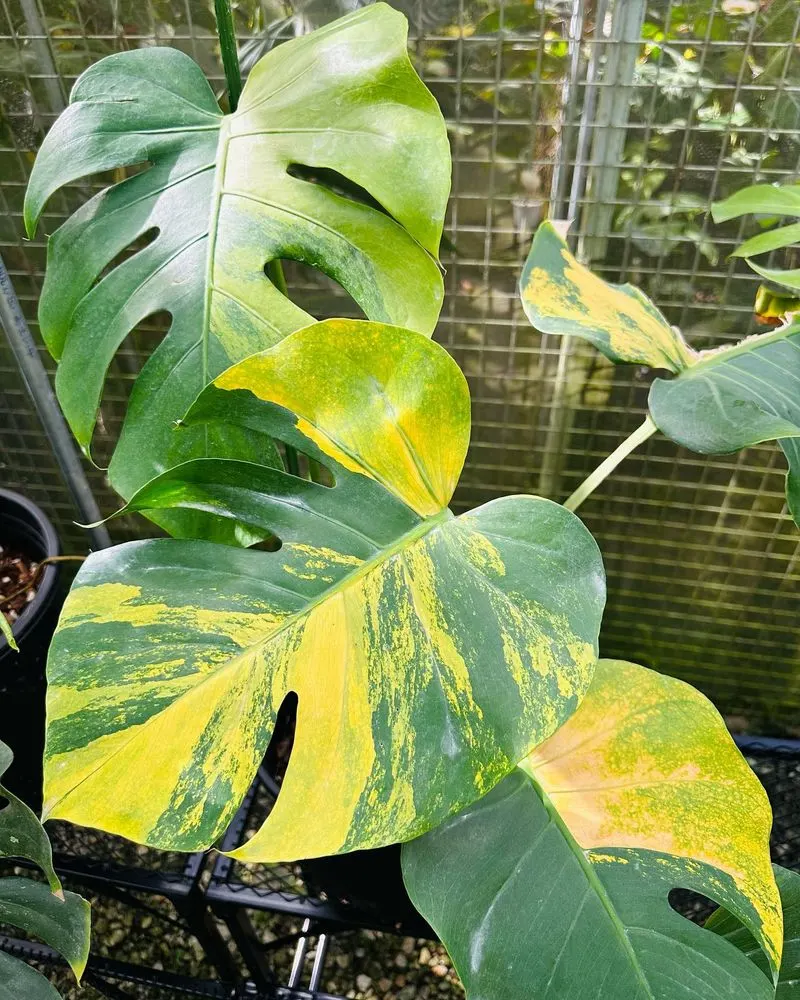 Monstera Deliciosa