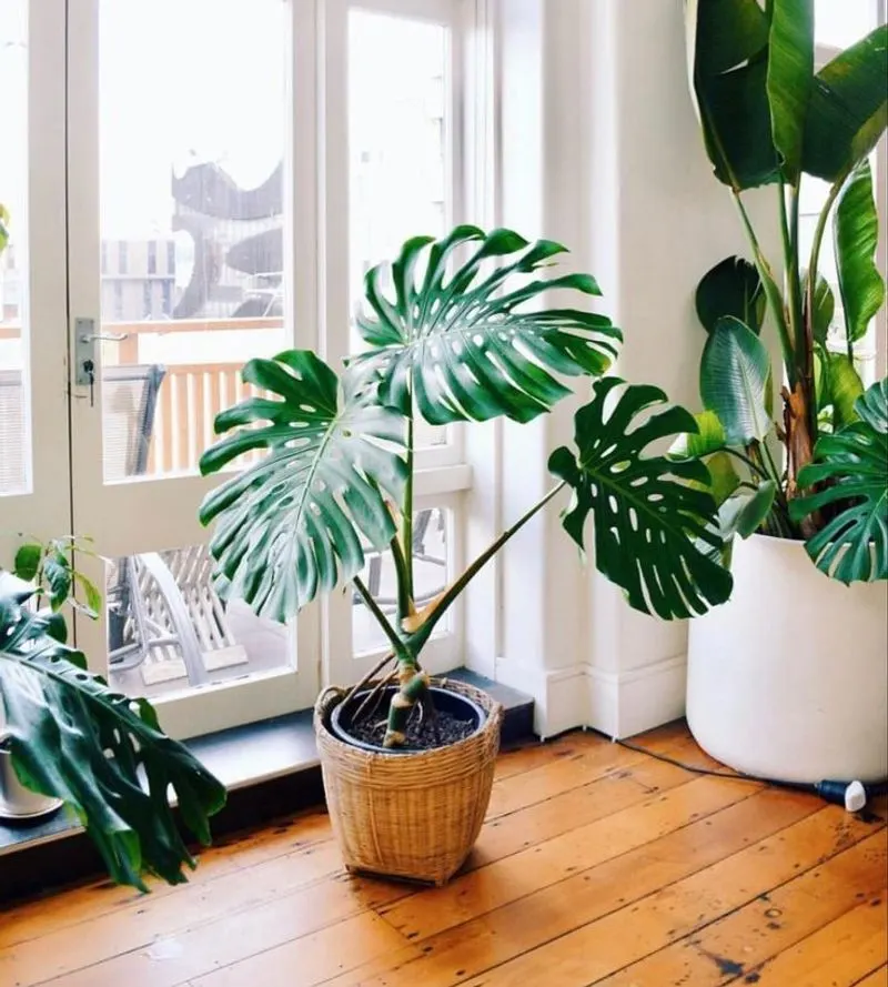 Monstera Deliciosa
