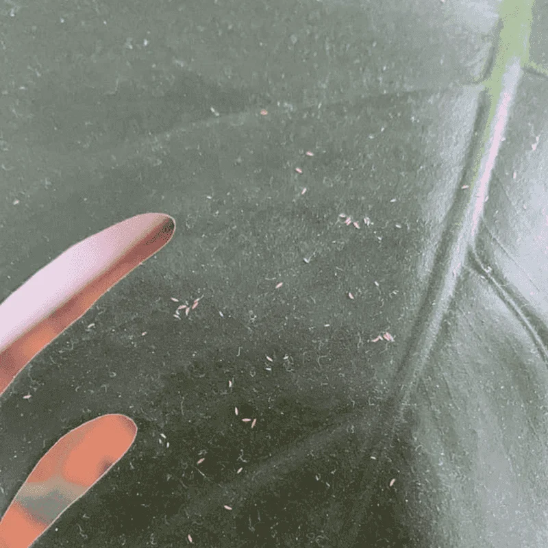 Monstera Deliciosa