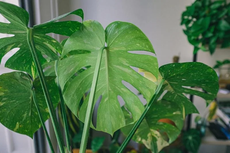 Monstera Delirium