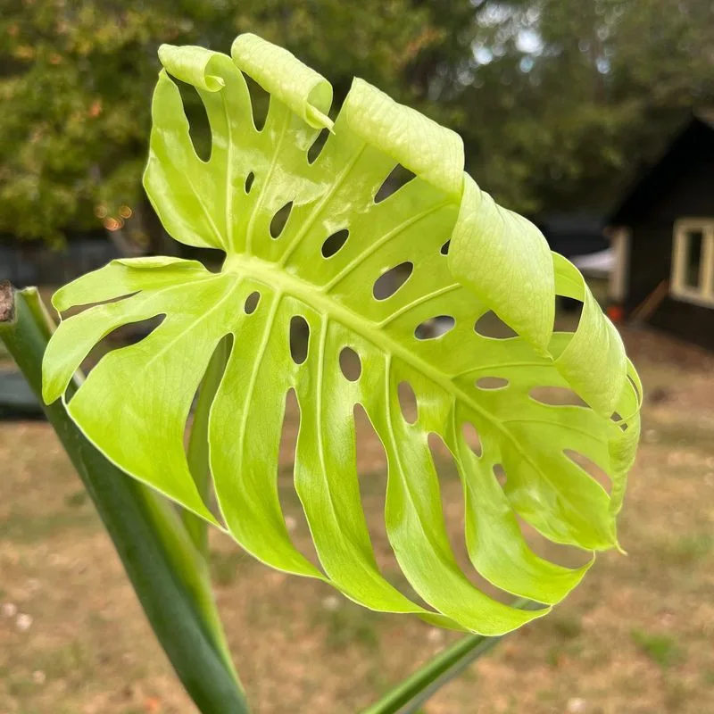 Monstera Leaf