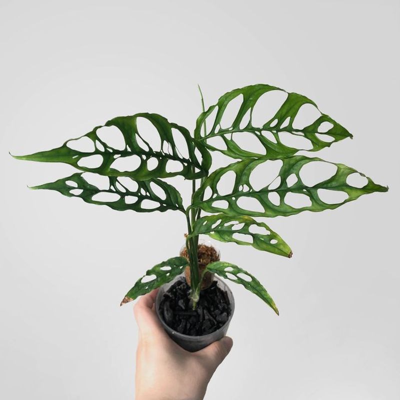 Monstera Obliqua