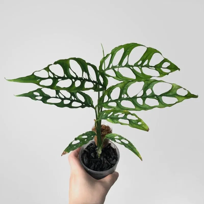 Monstera Obliqua