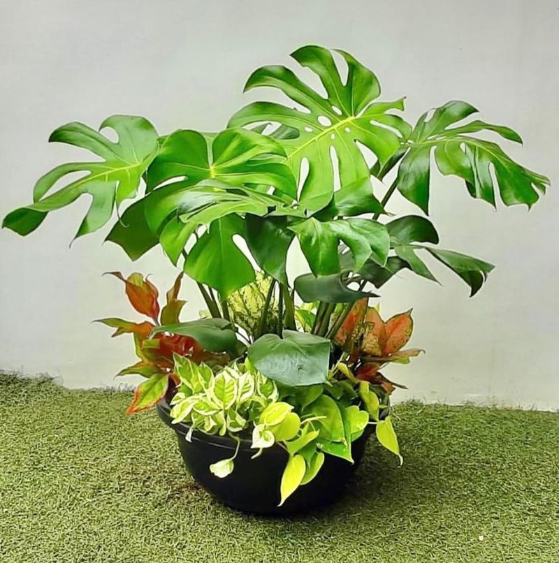 Monstera and Pothos