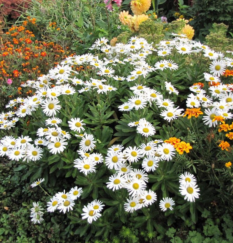 Montauk Daisy