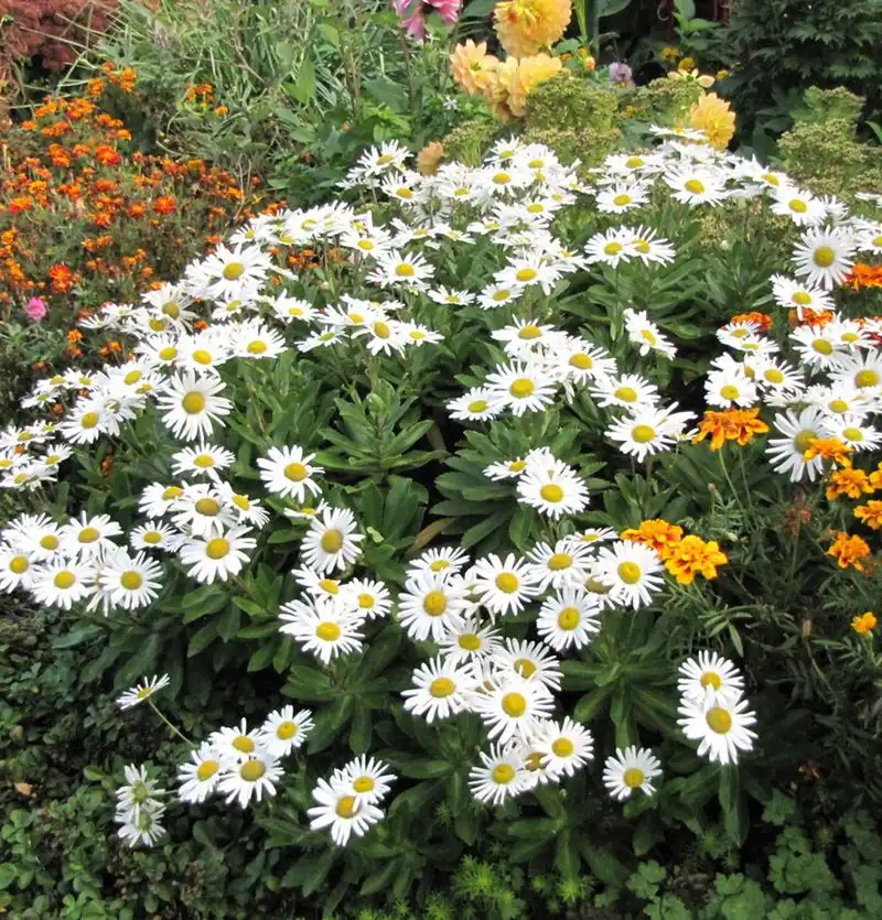 Montauk Daisy