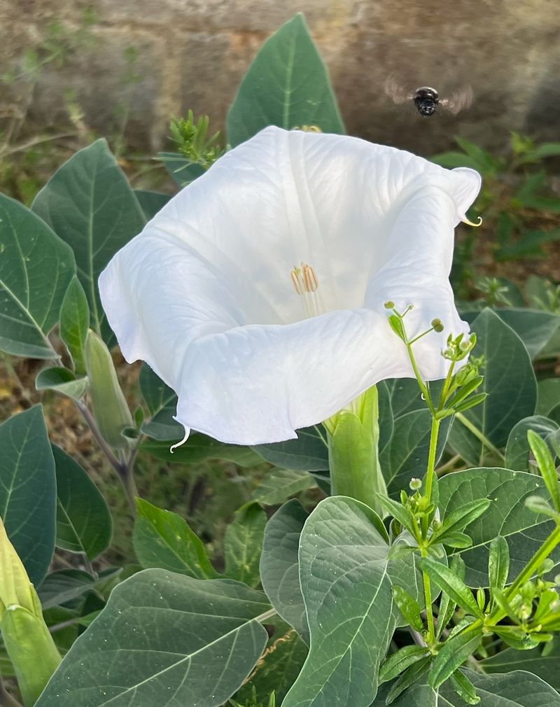 Moonflower