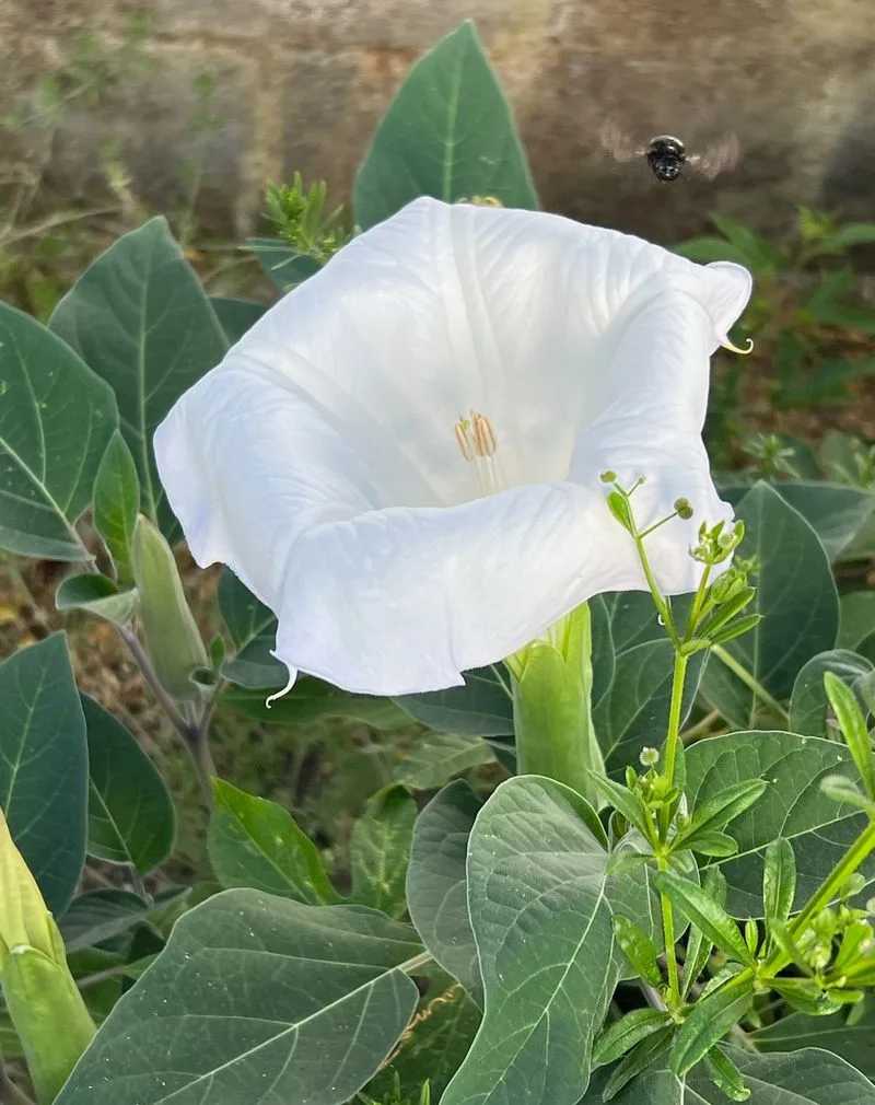 Moonflower