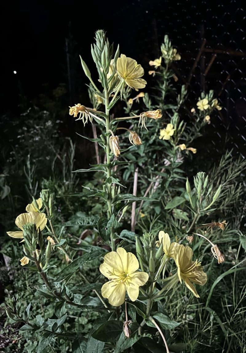 Evening Primrose