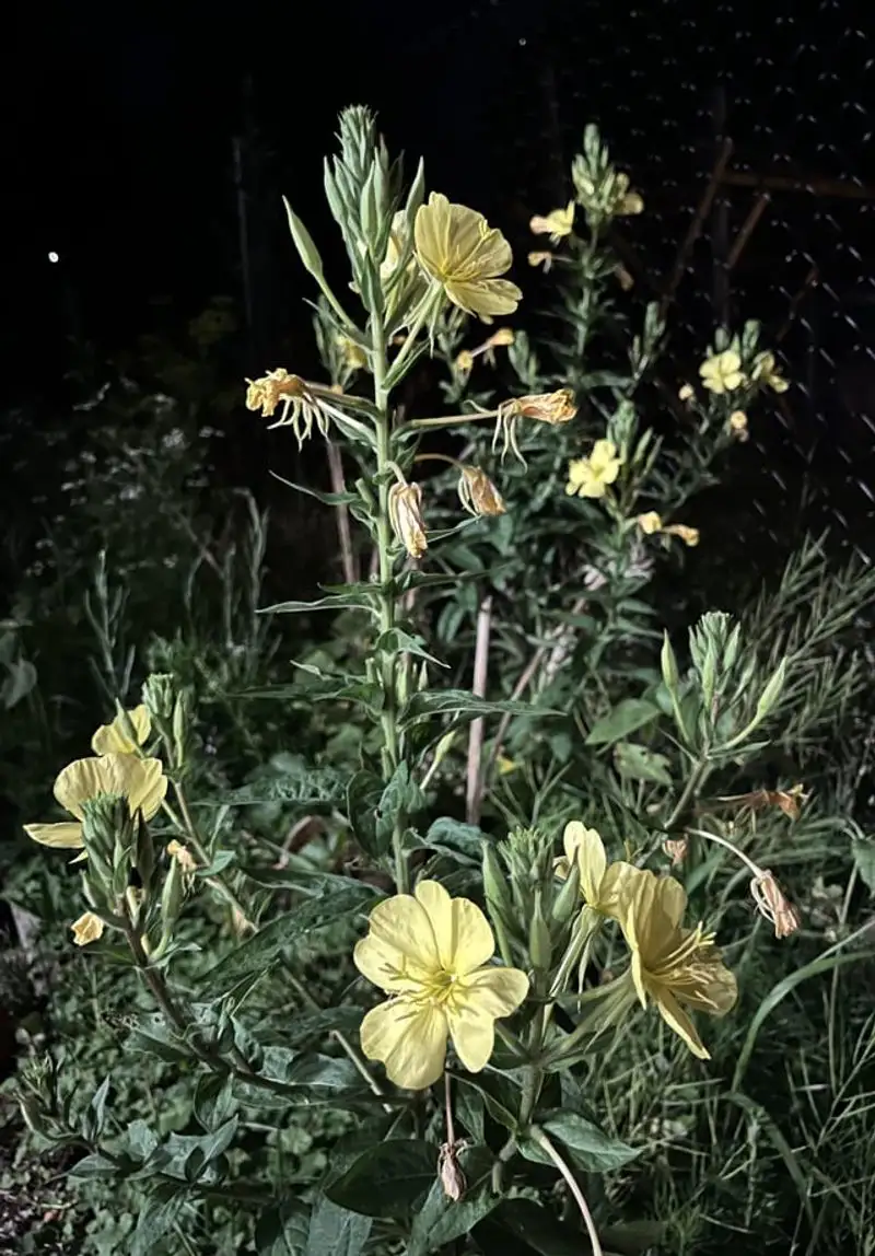 Evening Primrose