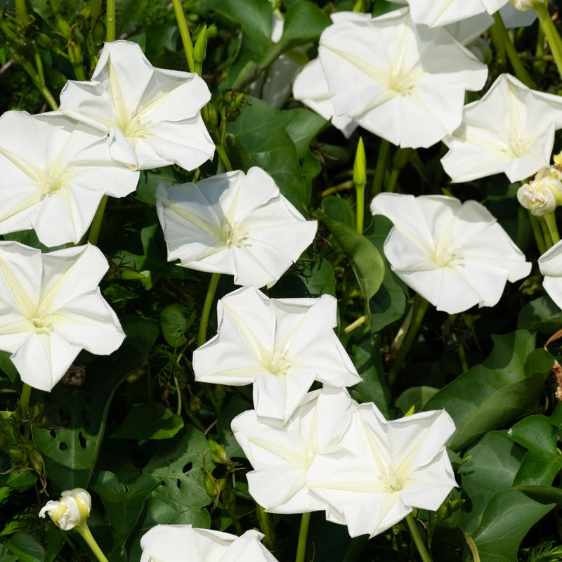 Moonflower