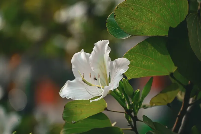 Moonlit White Flowers