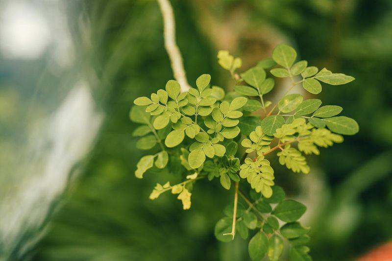 Moringa (Moringa oleifera)
