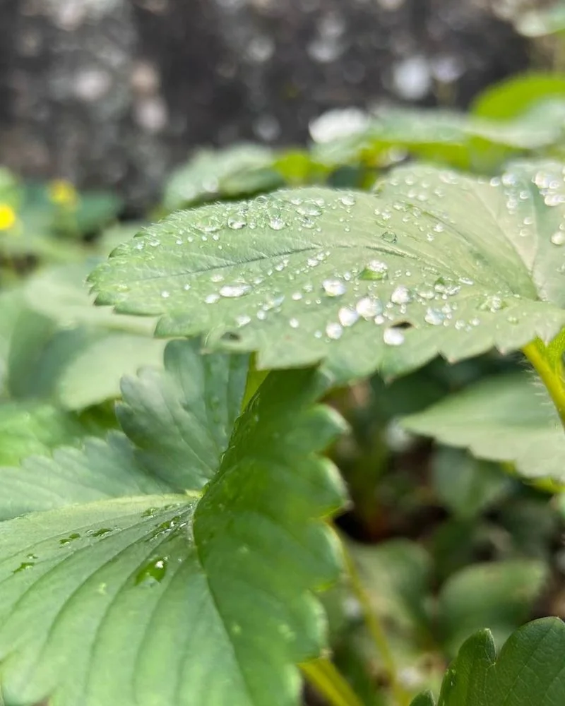 Morning Dew Watering