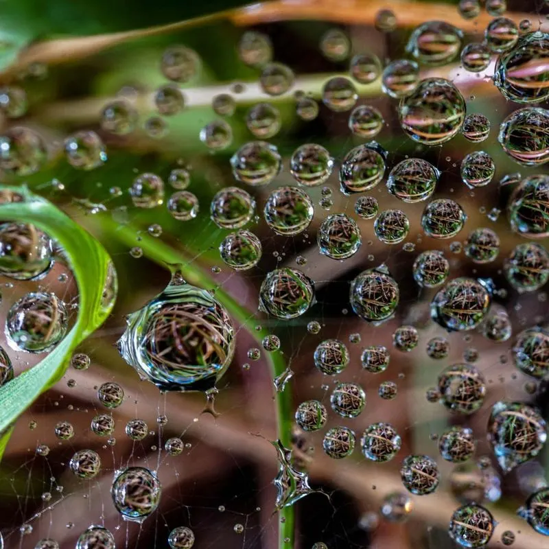Morning Dew on Leaves