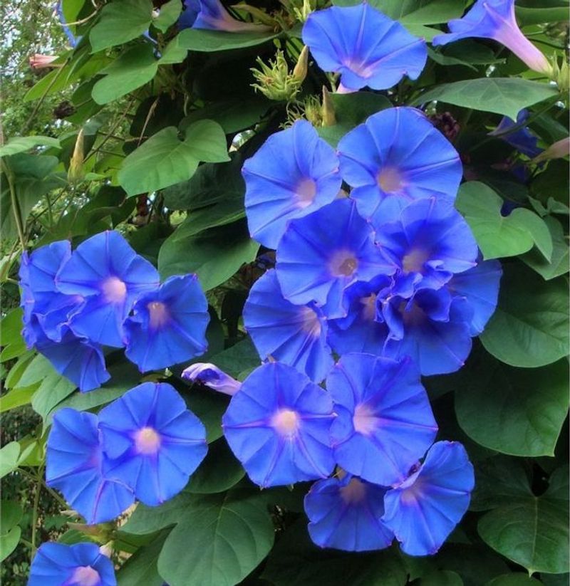 Morning Glories