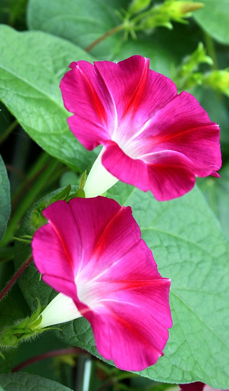 Morning Glories