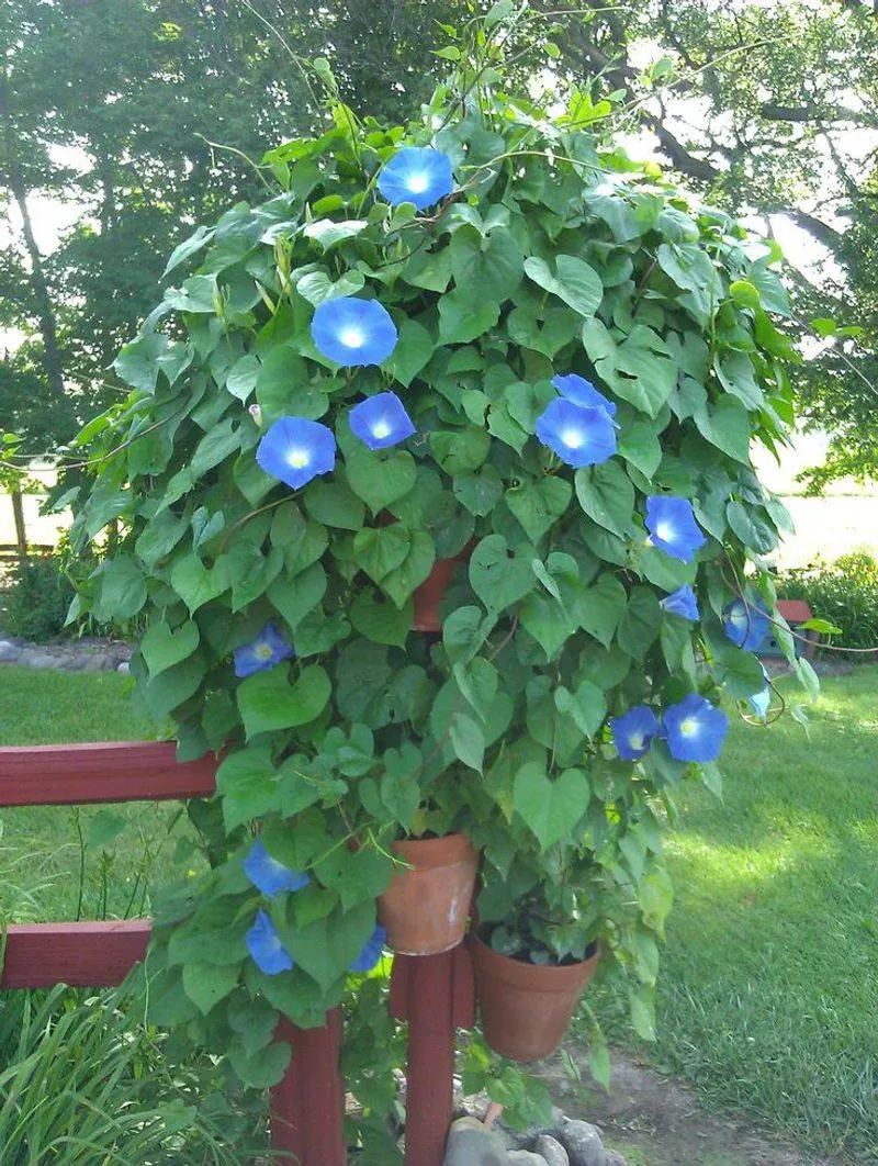 Morning Glory