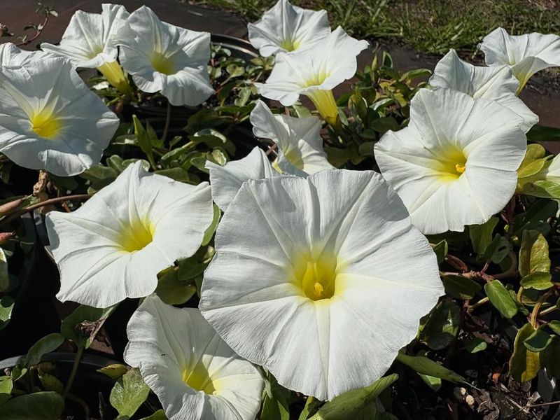 Morning Glory
