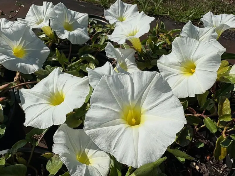 Morning Glory
