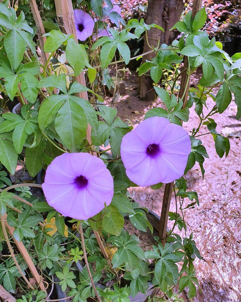 Morning Glory