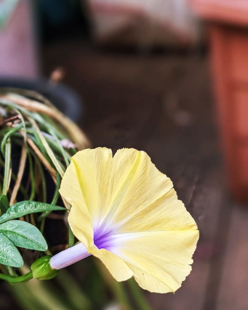 Morning Glory