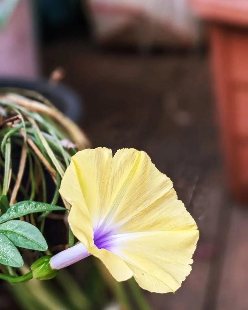 Morning Glory