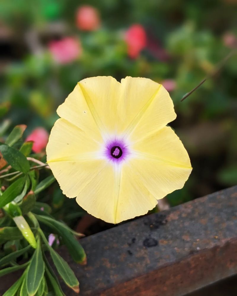 Morning Glory