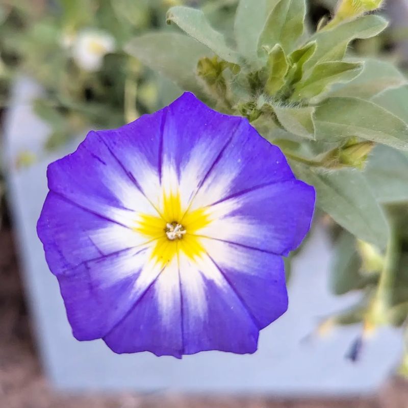 Morning Glory
