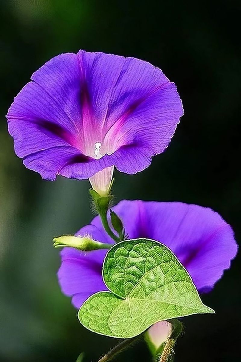 Morning Glory