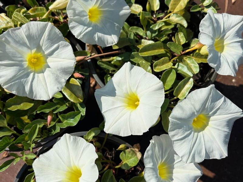 Morning Glory