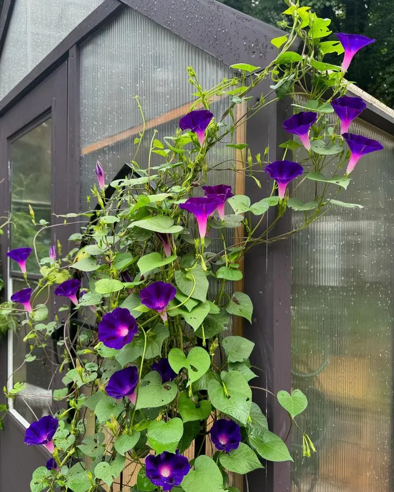 Morning Glory