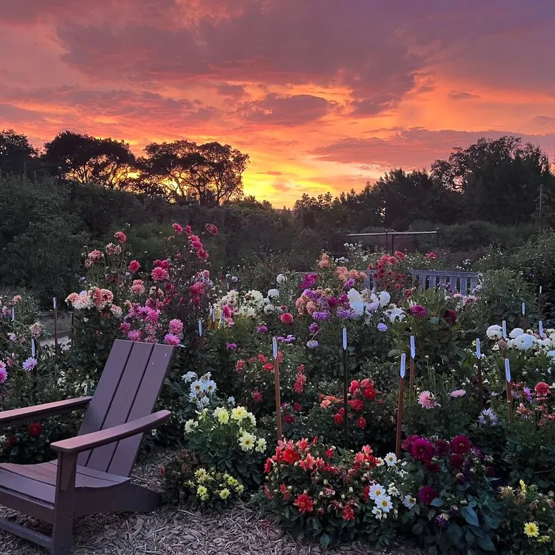 Evening Elegance