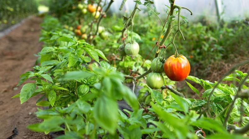 Companion Planting with Basil