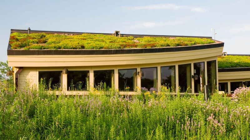 Sedum Roof