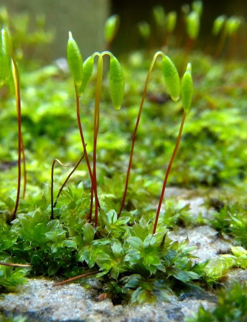Moss