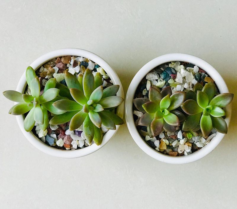 Mother of Pearl Plant (Graptopetalum paraguayense)