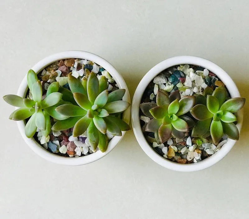 Mother of Pearl Plant (Graptopetalum paraguayense)