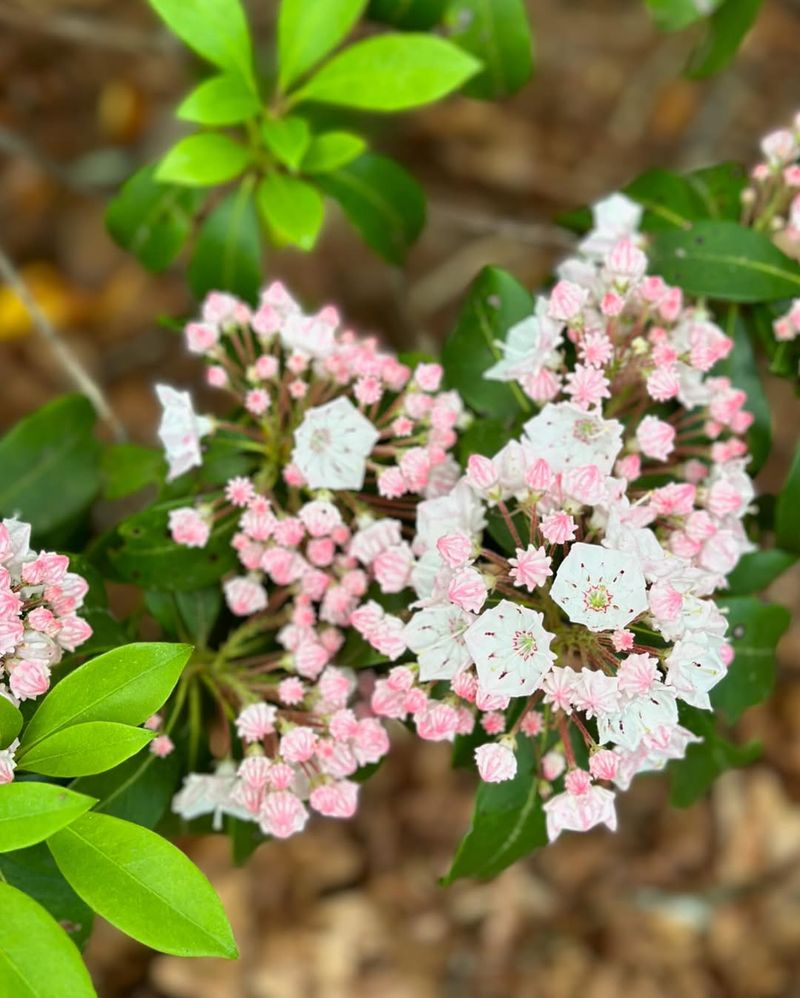 Mountain Laurel