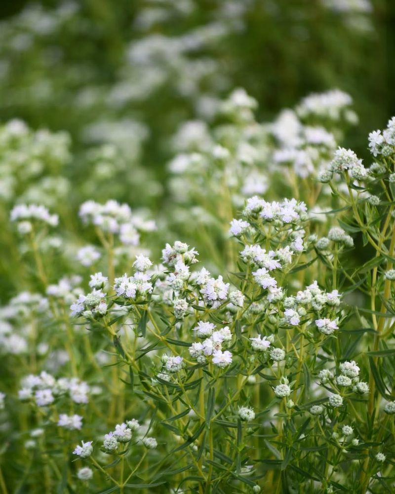 Mountain Mint