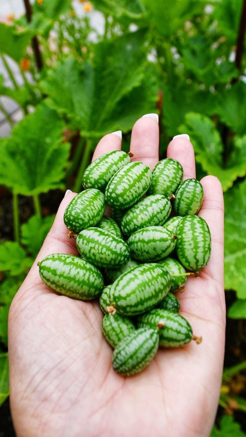 Mouse Melon