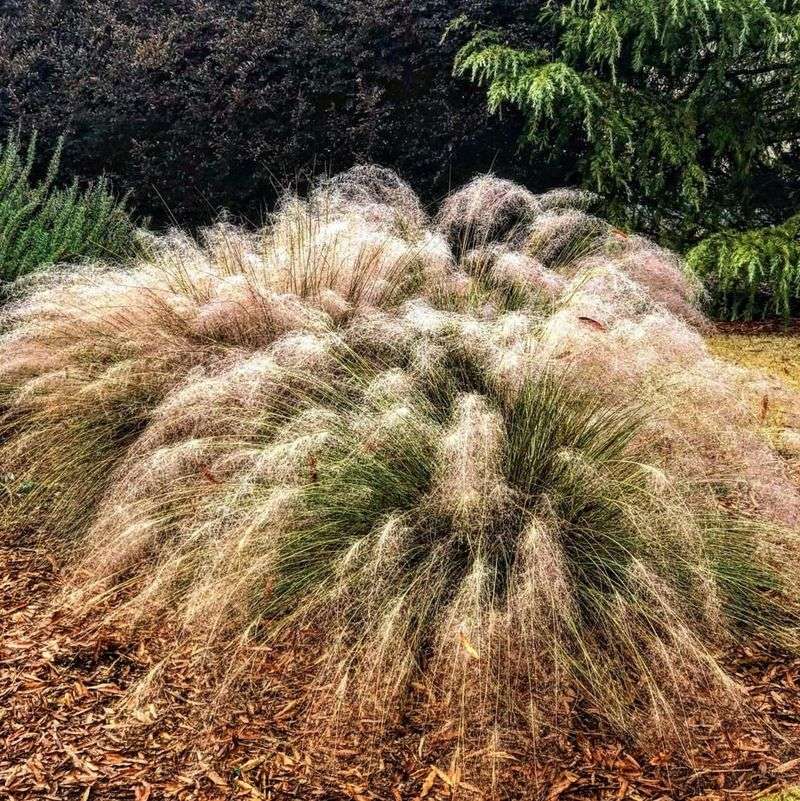 Muhly Grass