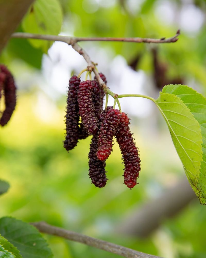 Mulberries